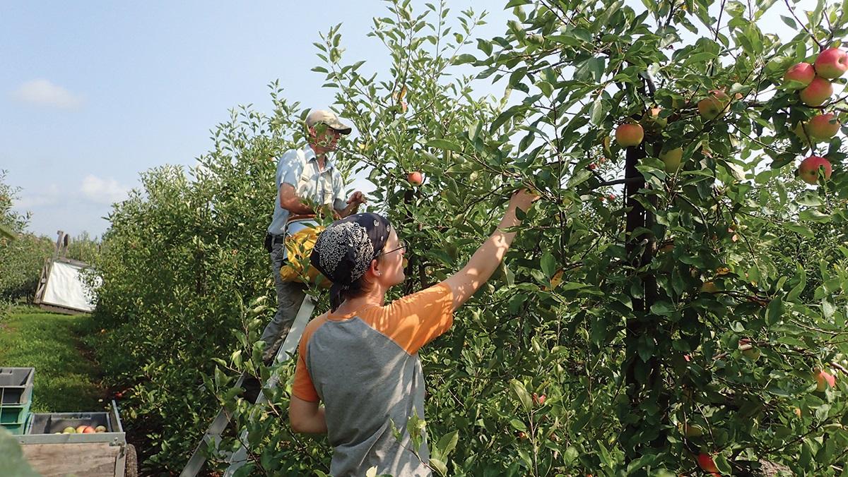 Two people picking apples from apple trees in an orchard.