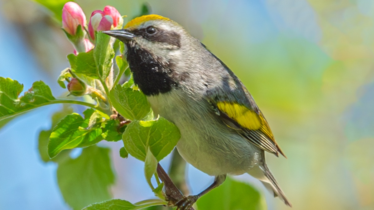 Gold-winged warbler bird rests on a limb.