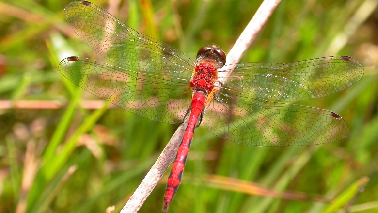 Citizen Science in Wisconsin