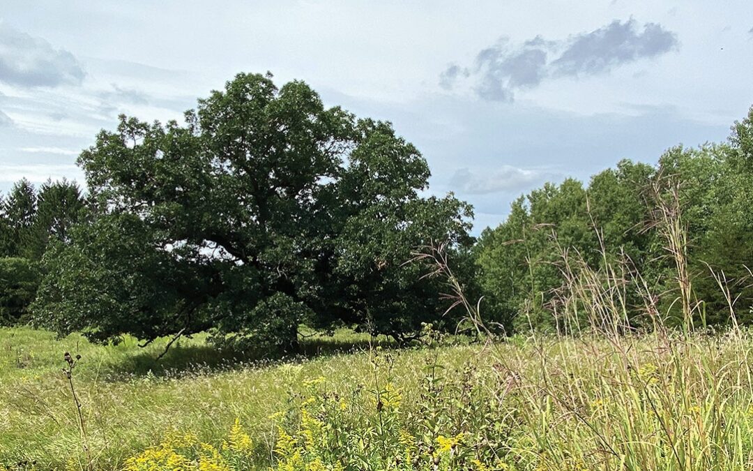 Stories from a Restored Prairie