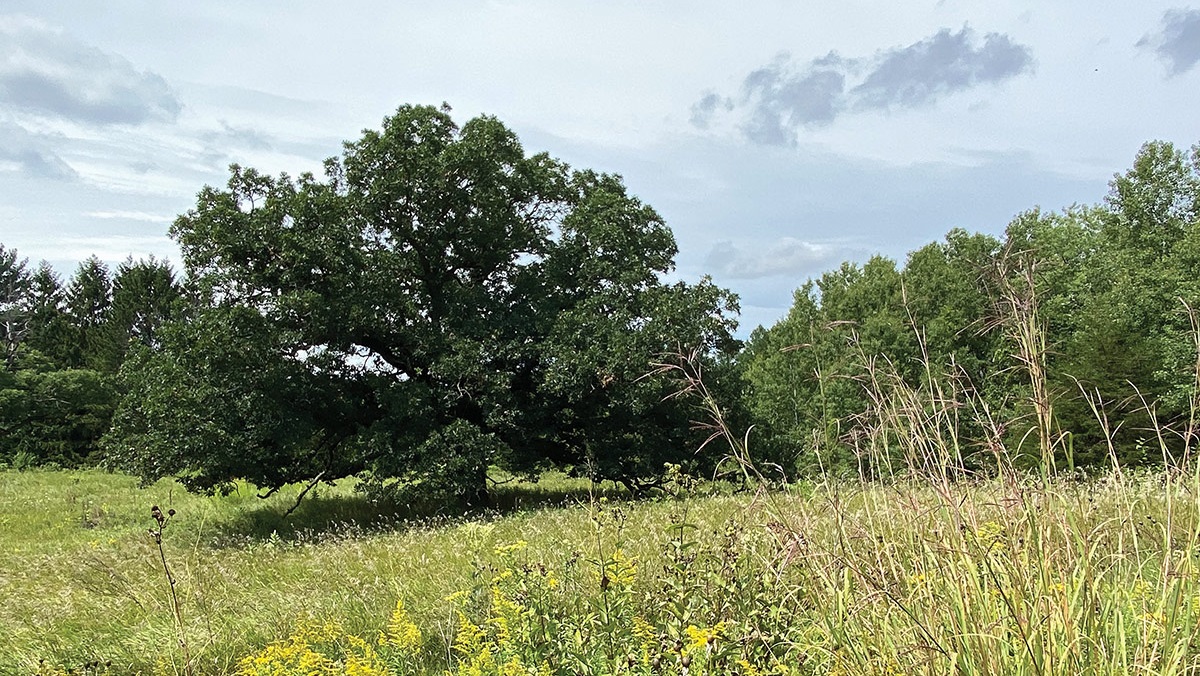 An-Oak-Opening-web