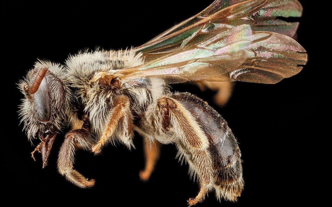 Through The Fire, A Bounty of Bees