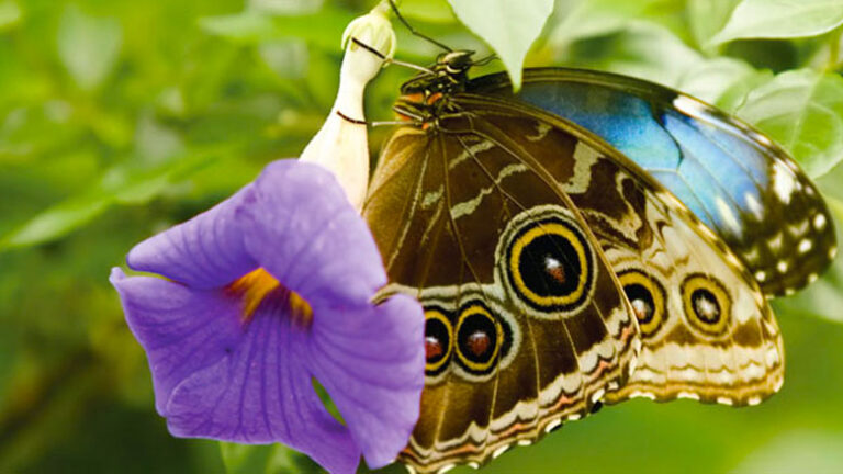 Butterflies and Plants: Designers of Tropical Rain Forest Pharmacology
