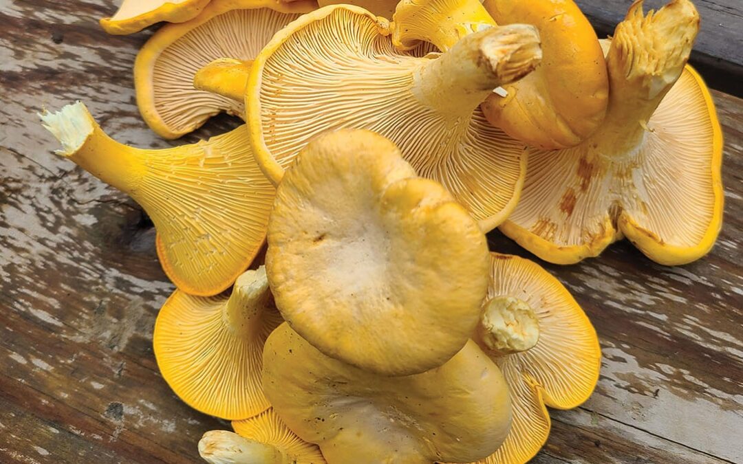 Mushrooming Interest