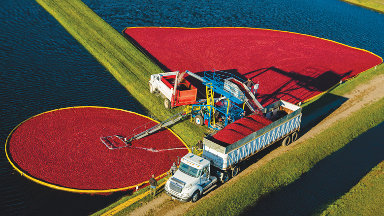 The Sweet and Tart of Cranberries