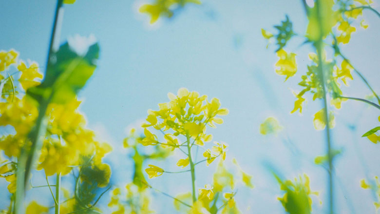 Prions in Plants?