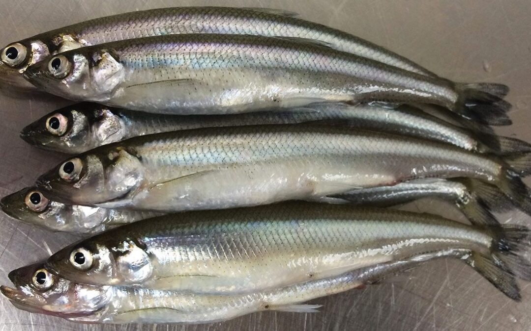 Rainbow Smelt Confidential: An Invasive Species on the Menu