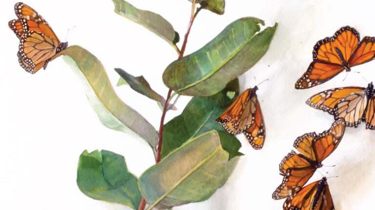 Uprooted: Plants in a Changing Climate