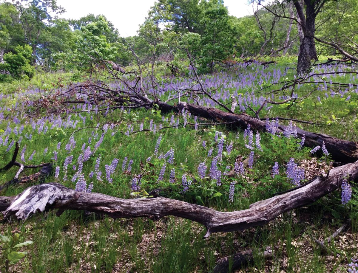 The area around William Weege and Sue Steinmann’s home near Arena supports a variety of unique ecosystems. Wild lupine emerges through Pennsylvania sedge on  the oak barrens (above). Photo by Sue Steinmann.