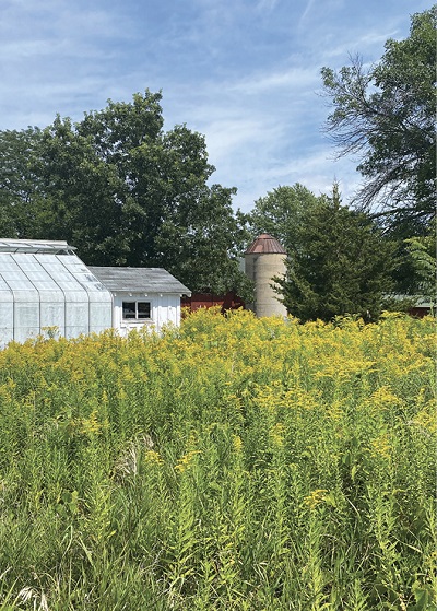 Goldenrod in late summer. Goldenrod in late summer.