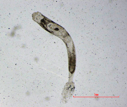 Discovered and named by Eric Leis, Ligictaluridus michaelalicea is a flatworm parasite that lives on catfish gills. Photo courtesy of Eric Leis/USFWS.