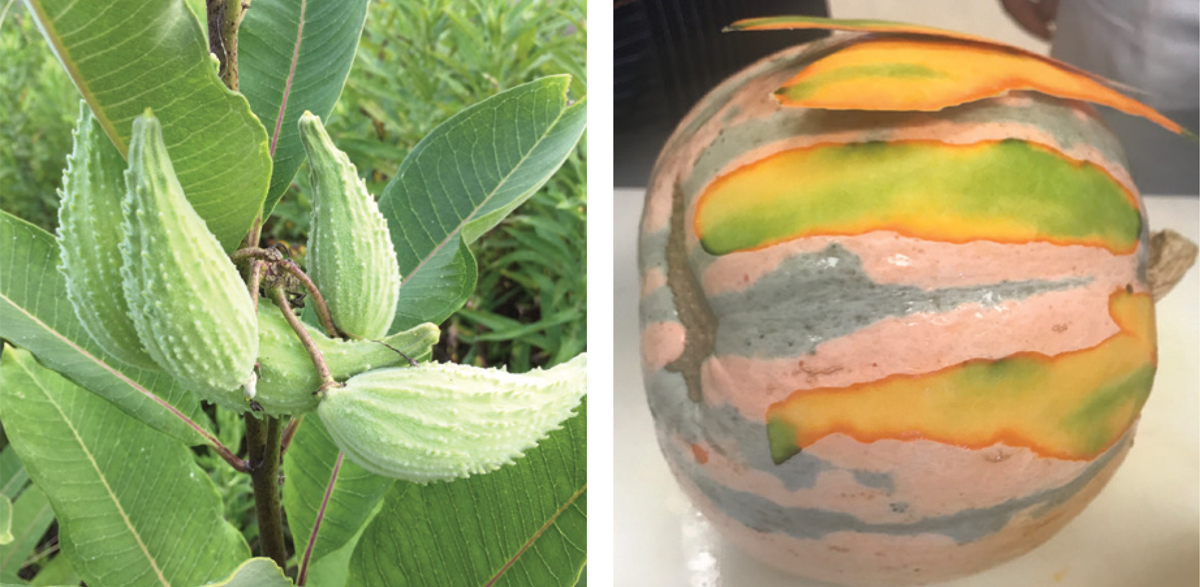 Some common foraged and farm-raised Indigenous ingredients used by Chef Terry are milkweed pods and Pueblo Hubbard squash. Photo credits (l) threespeedjones/istockphoto (r) Elena Terry