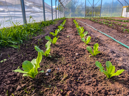 Hoop houses at Mino Bimaadiziiwin Tribal Farm shelter seedlings from spring time frost and accelerate summer growth. In the Ojibwe language, mino bimaadiziiwin means “return to the good life.” Photo courtesy of Red Cliff Band of Lake Superior Chippewa.