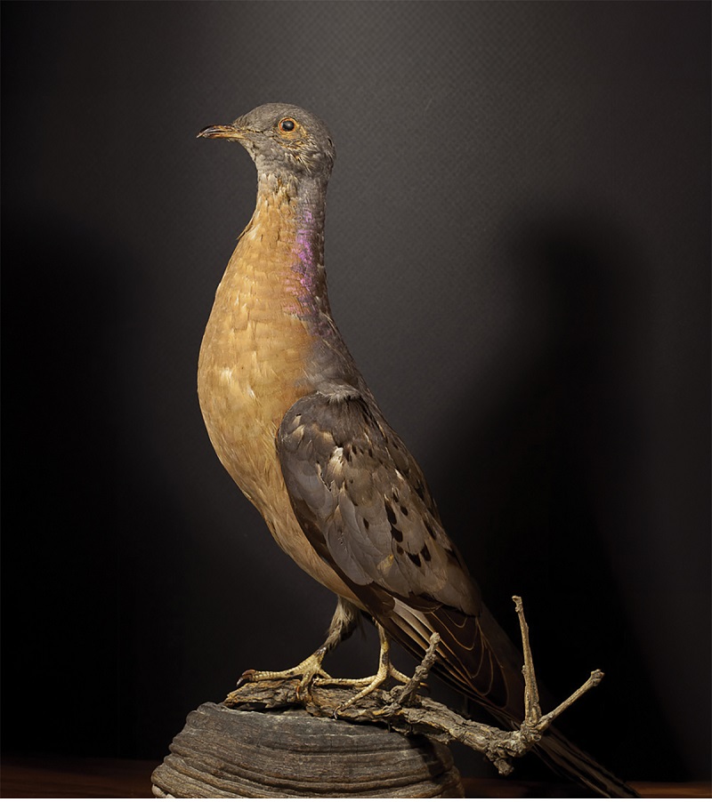 The Passenger Pigeon is a species that famously was driven to extinction by commercial hunting for food in the 19th and early 20th centuries. The last living individual died in captivity in 1914, and the adult male specimen at UW–Green Bay is one of only about 1,200 birds (either mounted or stuffed as study skins) in existence worldwide.